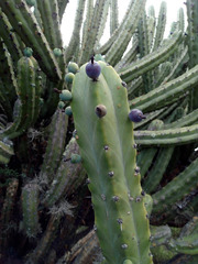 Myrtillocactus