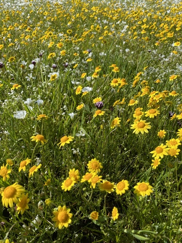 iNaturalist observation photo of California goldfields