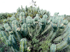 Myrtillocactus