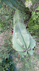 Myrtillocactus
