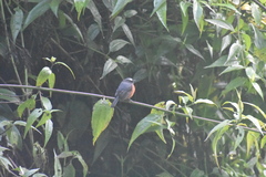 Ochthoeca cinnamomeiventris