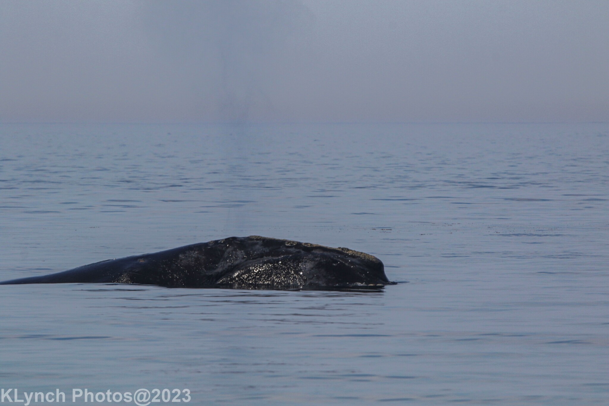 baleine noire, ballena franca, black right whale, north atlantic right whale, northern right whale