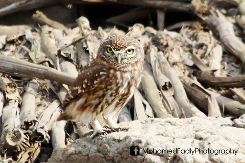 Little Owl