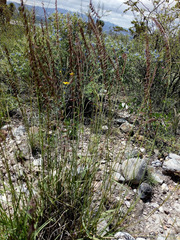 Bouteloua curtipendula caespitosa