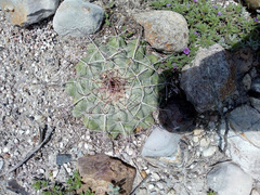 Thelocactus hexaedrophorus