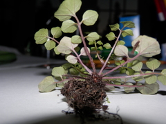 Cardamine hirsuta