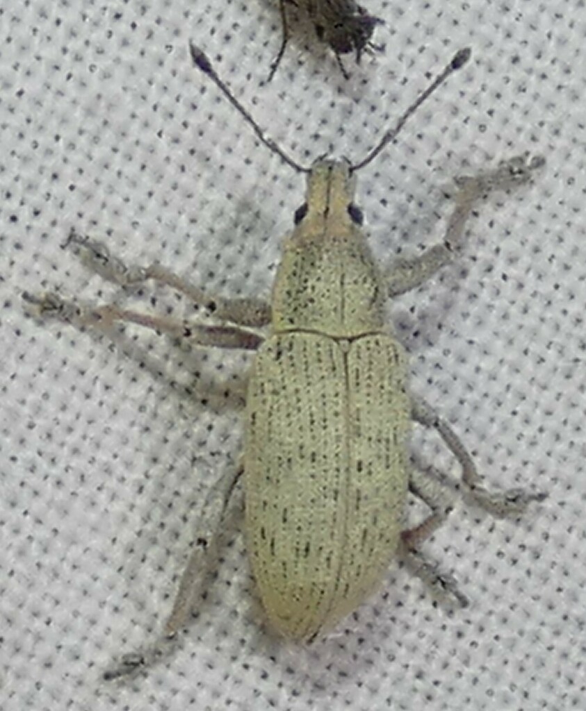 Northern Citrus Root Weevil