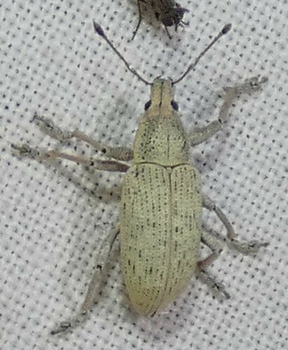 Northern Citrus Root Weevil