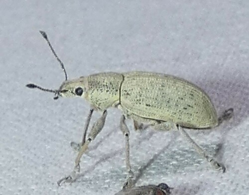 Northern Citrus Root Weevil photo 2