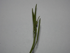 Cardamine hirsuta