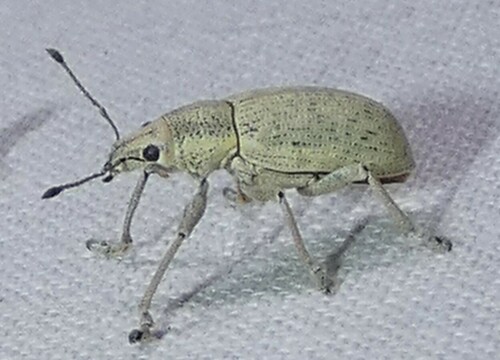 Northern Citrus Root Weevil photo 3