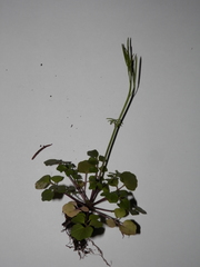 Cardamine hirsuta