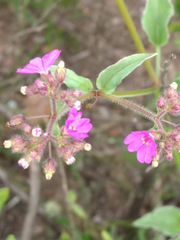 Mirabilis glabrifolia