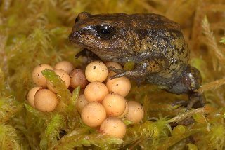 Cusco Andes Frog