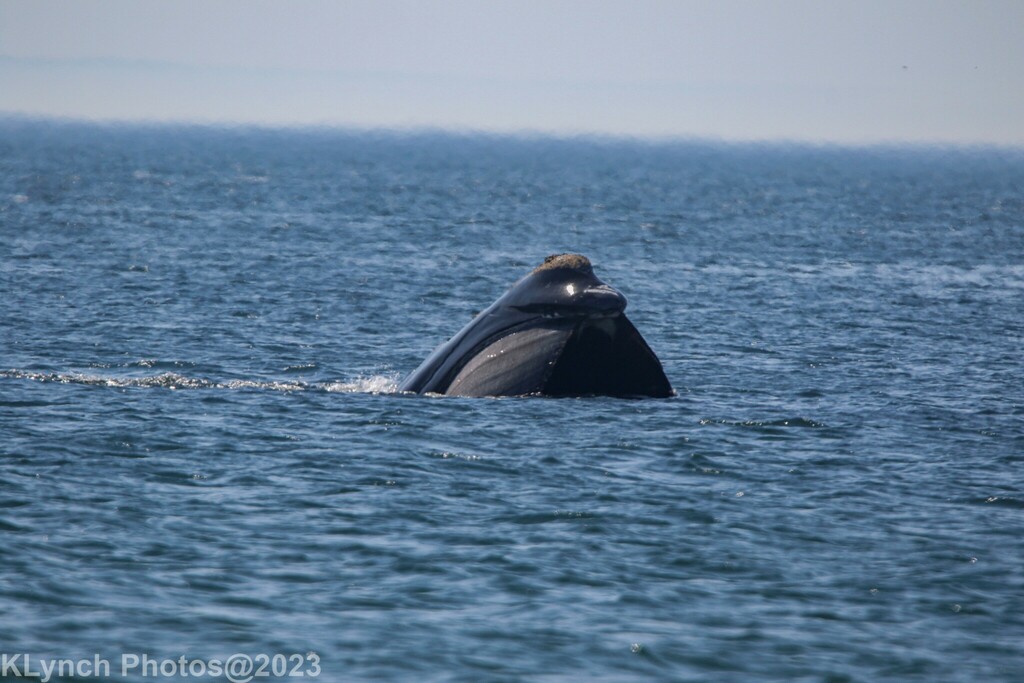 Right whale head rising from the sea showing callosities