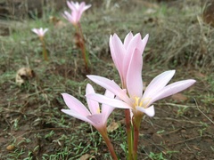 Zephyranthes fosteri
