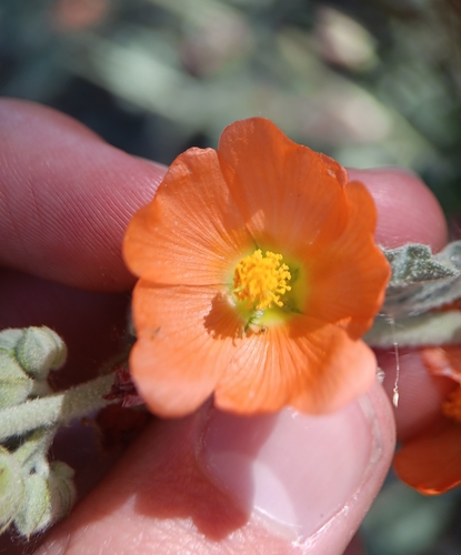 Image of Sphaeralcea emoryi by (c) Tyler Ekholm, some rights reserved (CC BY)