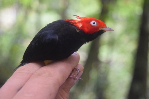 Ceratopipra chloromeros