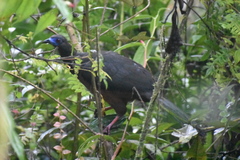 Chamaepetes goudotii