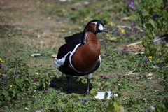 Branta ruficollis