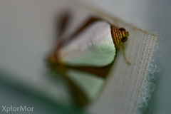 Eulepidotis metamorpha