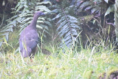 Chamaepetes goudotii