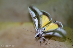 Euscirrhopterus poeyi