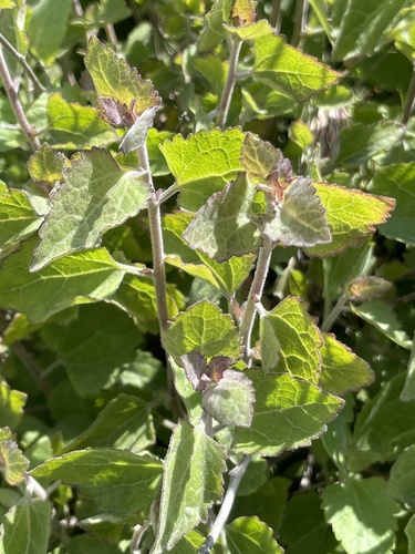 California Brickellbush foliage