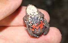 Tasmanian Froglet photo 3