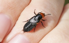 Creophilus lanio