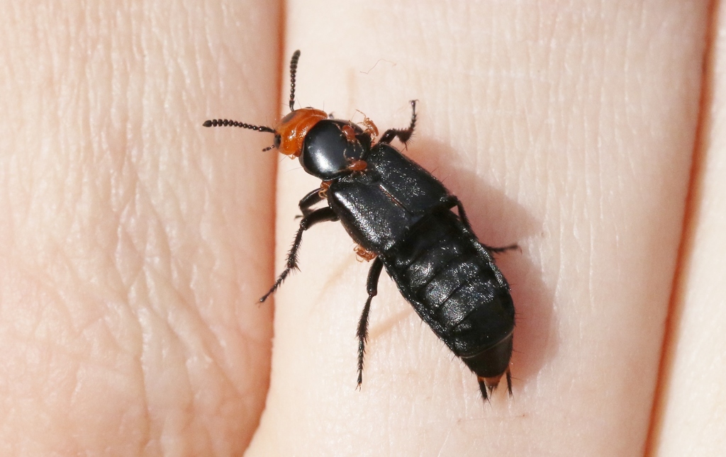 Creophilus lanio