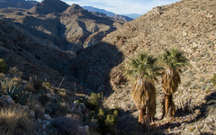 Washingtonia filifera