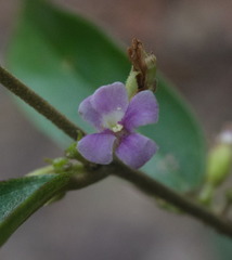 Helicteres angustifolia