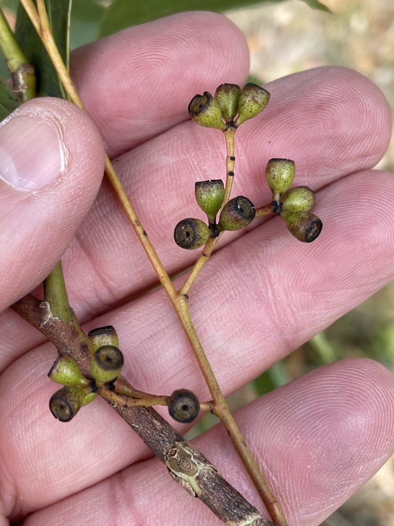 Eucalyptus hypostomatica 2