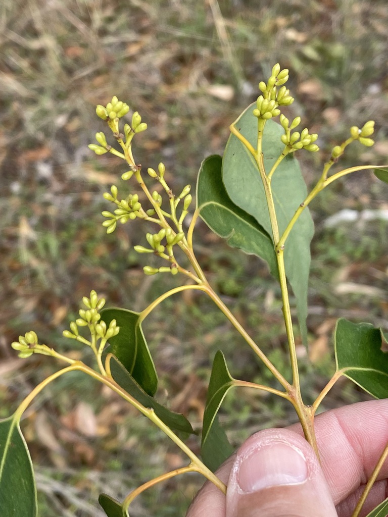 Eucalyptus hypostomatica