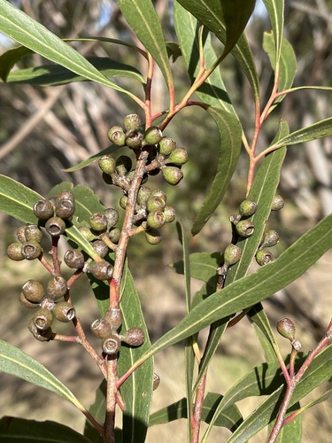 Eucalyptus aenea