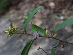 Helicteres angustifolia