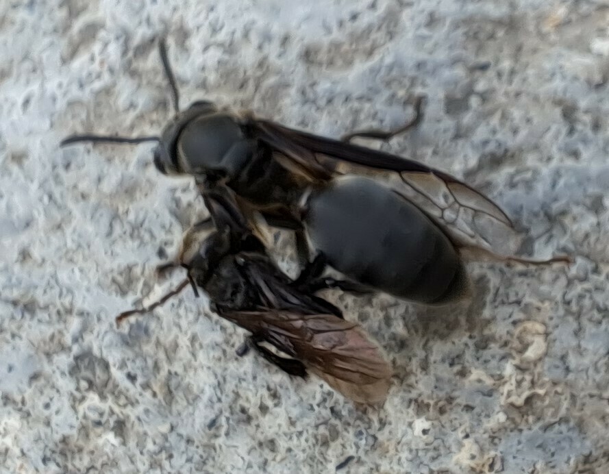 Fierce black polybia wasp