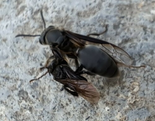 Fierce black polybia wasp