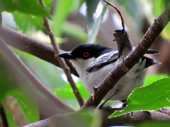 Dryoscopus cubla cubla