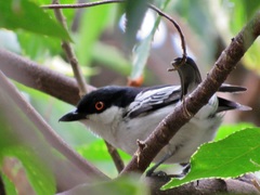 Dryoscopus cubla cubla