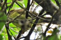 Chlorocichla flaviventris flaviventris