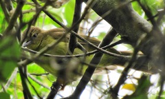 Chlorocichla flaviventris flaviventris