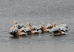 Pelecanus onocrotalus