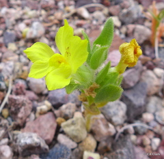 Mohavea breviflora
