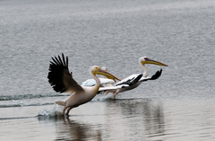 Pelecanus onocrotalus