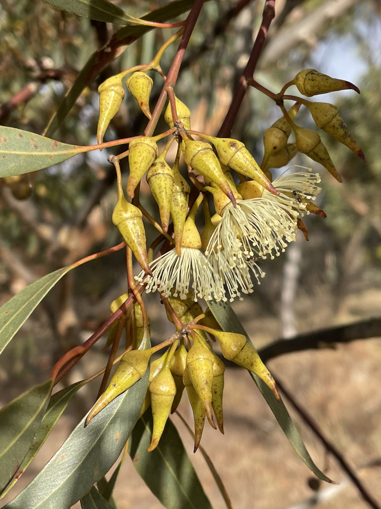 Eucalyptus falcata