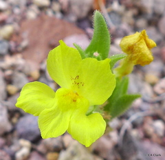 Mohavea breviflora
