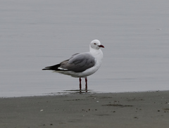 Chroicocephalus cirrocephalus