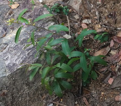 Helicteres angustifolia